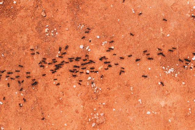 18 janv « Érosion de la biodiversité : une fatalité ? »